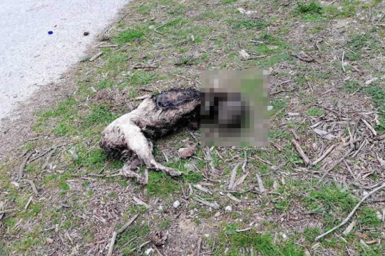 Βάναυσα κακοποιημένο σκυλάκι στην Καβάλα